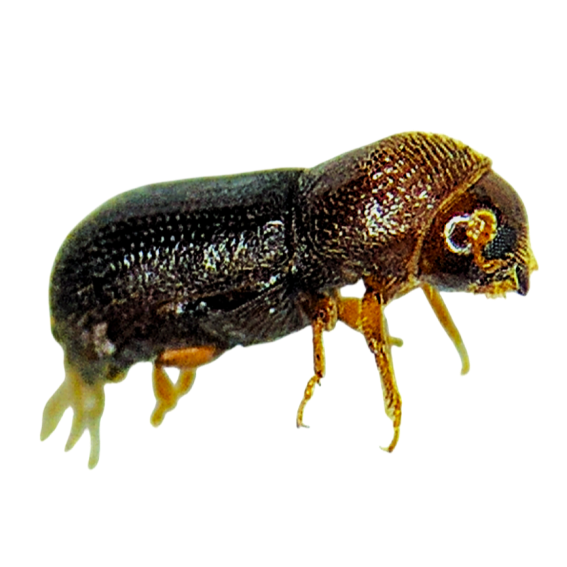 Pityophthorus juglandis